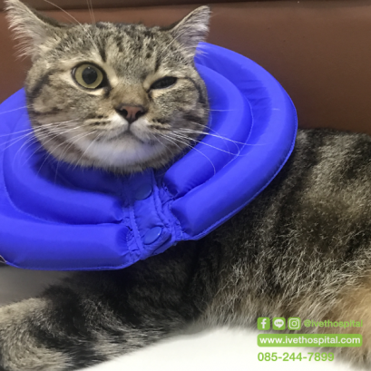 “นาข้าวยักคิ้วหลิ่วตา  ผมไม่ได้แบ๊ว แต่มีแมลงเข้าตา”